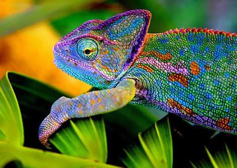 Những kẻ "lạc loài" trong tự nhiên