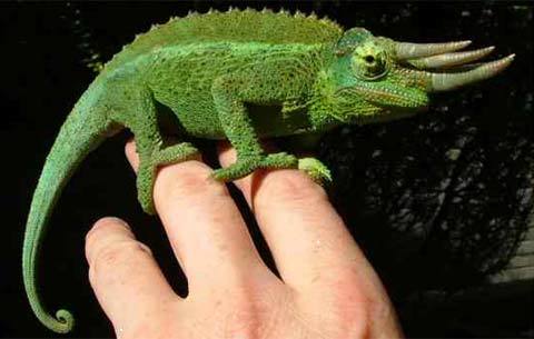 Những cặp mắt dị thường nhất của động vật (phần I)