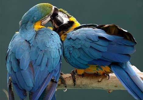 Xem động vật tình tự ngày Valentine