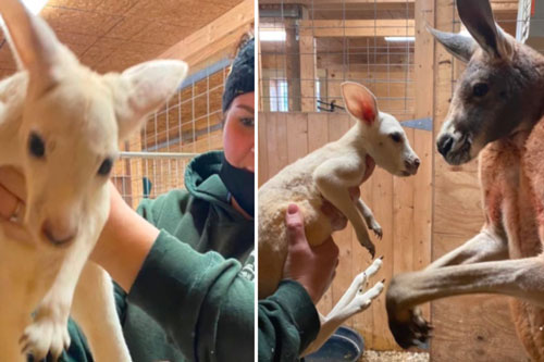 Ngược đời chuột túi nâu đỏ sinh con trắng toát