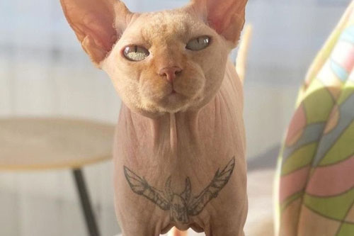 Sự thật đằng sau bức ảnh mèo có hình xăm gây tranh cãi