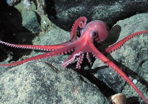 Cách chống lạnh kỳ lạ của bạch tuộc Nam Cực