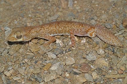 Thằn lằn đực ngụy trang để tránh bị ăn thịt