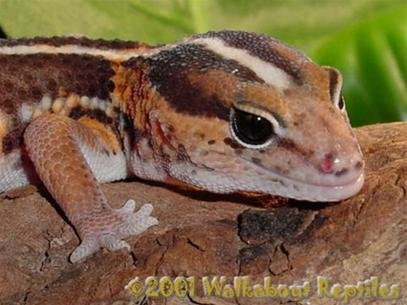 Viết lại lịch sử tiến hóa của bò sát?