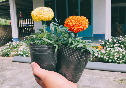 Mẹ dặn ra chợ mua cặp bông về chưng Tết, thanh niên hí hửng mua hẳn 2 chậu hoa hết có 10 ngàn đồng nhưng lại khiến dân mạng cười rơi rụng vì khích thước siêu mini