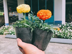 Mẹ dặn ra chợ mua cặp bông về chưng Tết, thanh niên hí hửng mua hẳn 2 chậu hoa hết có 10 ngàn đồng nhưng lại khiến dân mạng cười rơi rụng vì khích thước siêu mini