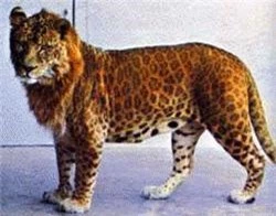 Leopon ở Vườn thú