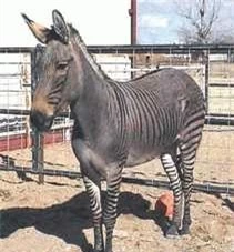 Zonkey