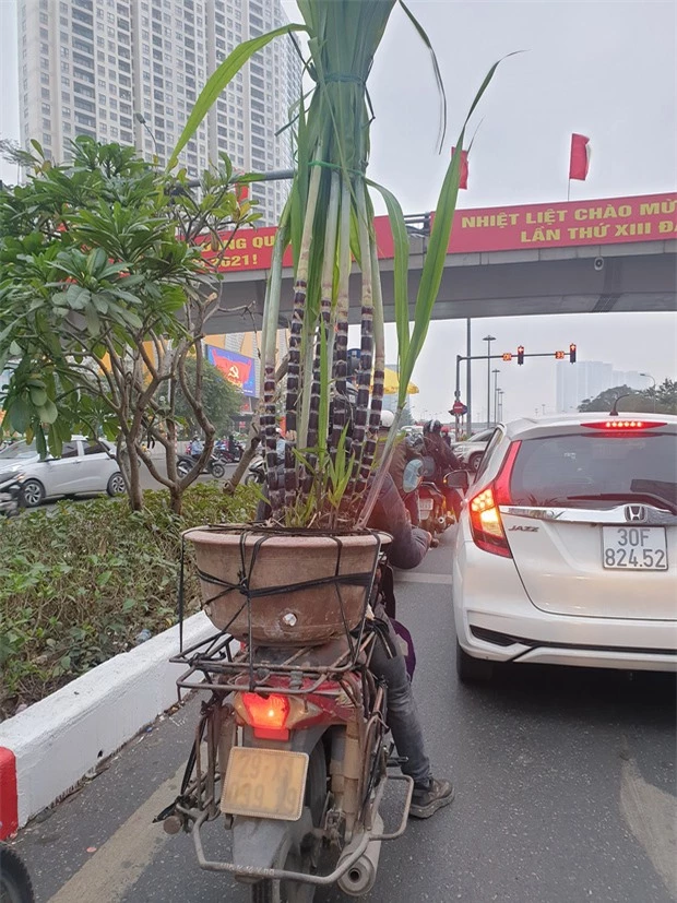 Kinh tế khó khăn nhưng vẫn muốn có cây cảnh chơi Tết, hãy để cư dân mạng dạy bạn - Ảnh 9.