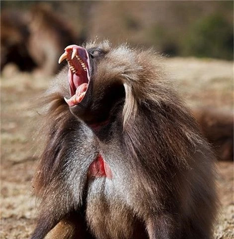 Ngắm loài khỉ biết 'nói tiếng người'