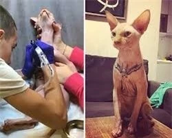 Sự thật đằng sau bức ảnh mèo có hình xăm gây tranh cãi