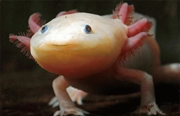 Giông axolotl được coi là một Peter Pan của thế giới động vật khi suốt cả cuộc đời chúng đều duy trì hình dạng như một ấu trùng. Ngoài ra, giông axolotl còn có khả năng tái sinh đặc biệt. Khi chúng mất đi một chiếc chân thì rất nhanh sau đó một chiếc chân khác sẽ mọc ra. Điều độc đáo hơn nữa là chúng có thể tái sinh cả những bộ phận phức tạp như não hay tủy sống. Đây cũng chính là lý do mà giới khoa học cực kỳ có hứng thú với “quái vật nước” này.
