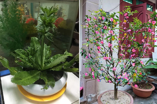 Kinh tế khó khăn nhưng vẫn muốn có cây cảnh chơi Tết, hãy để cư dân mạng dạy bạn