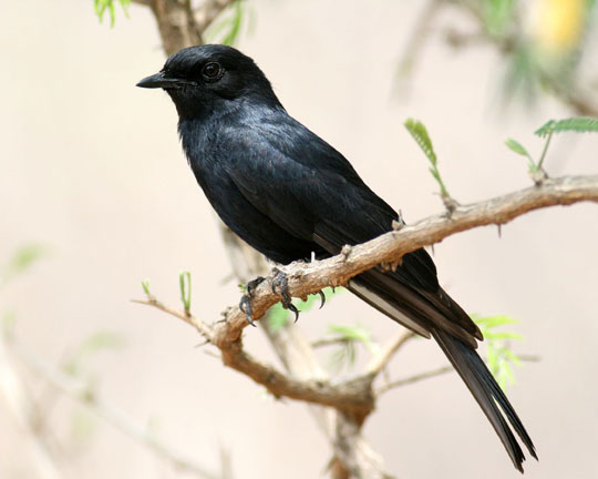 Loài chim cũng có mafia