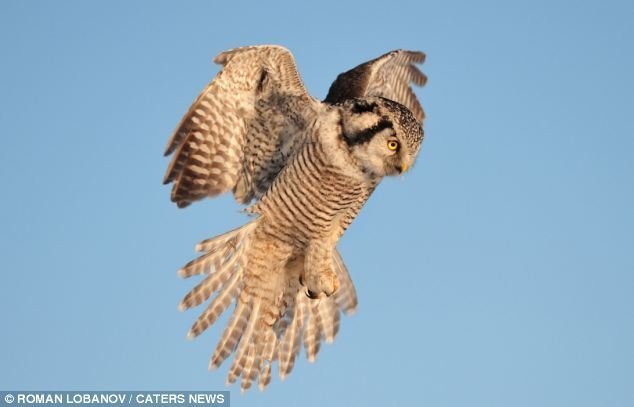 Xem cú săn chuột trên tuyết