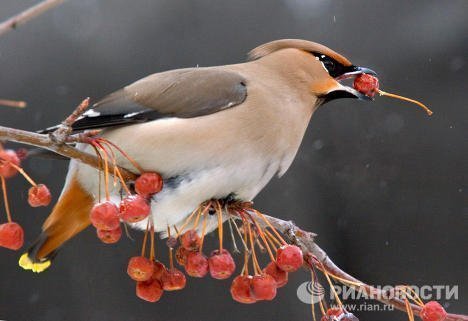 Những kỷ lục kỳ lạ về các loài chim