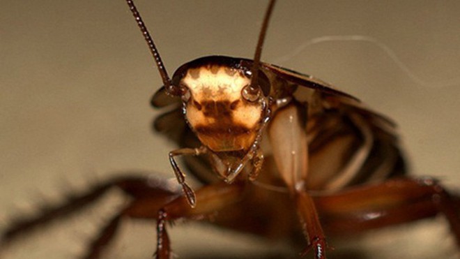 Gián biến mất vì môi trường quá ô nhiễm?