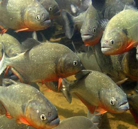 Ảnh 'độc' về những cuộc đại di cư của động vật