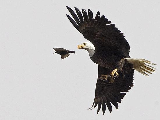 Cú đột kích trên không của đại bàng đầu trọc