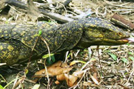 Chuyện lạ: Thằn lằn khổng lồ có "hai dương vật"