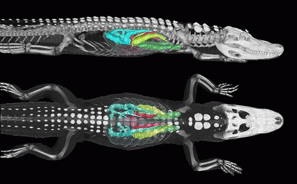 Điều gì giúp khủng long trở thành "loài bá chủ"