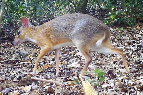 Động vật tưởng tuyệt chủng gần 30 năm bất ngờ xuất hiện ở Việt Nam