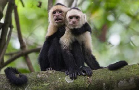 Chiêu ve vãn bạn tình kỳ quặc của khỉ capuchin