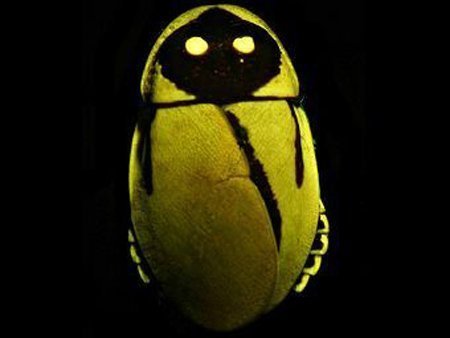 Gián phát sáng để đánh lừa kẻ thù