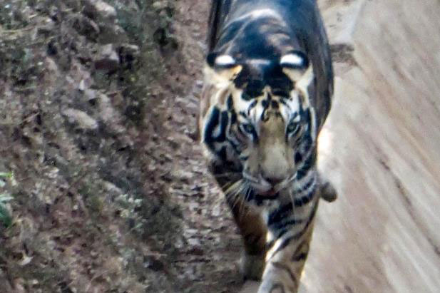 Bất ngờ trước hình ảnh về một trong 6 con hổ đen vô cùng hiếm trên thế giới
