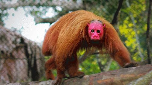 Top 10 loài động vật quái dị nhất thế giới