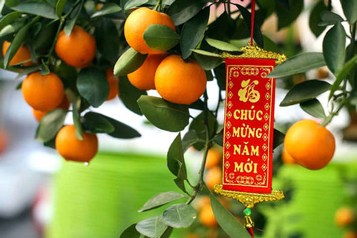 Tiêu chảy, ngộ độc vì dùng quất Tết để làm thuốc trị ho cho con