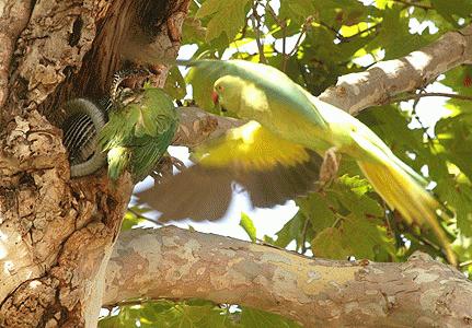 Phục kích cuộc săn mồi của sát thủ trên không