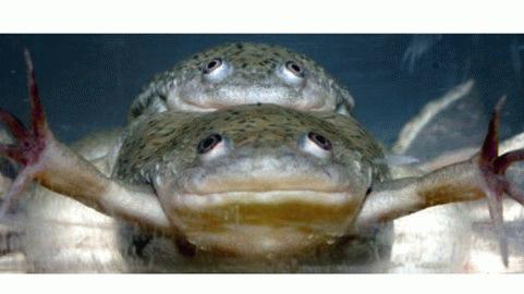 Thuốc diệt cỏ làm biến đổi giới tính của ếch đực