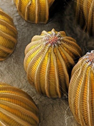 Ảnh lạ: Trứng côn trùng dưới kính hiển vi