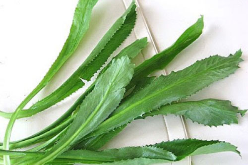 Diệt sỏi thận tận gốc bằng bài thuốc từ loại rau thơm vườn nhà