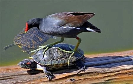 Rùa có họ hàng với chim