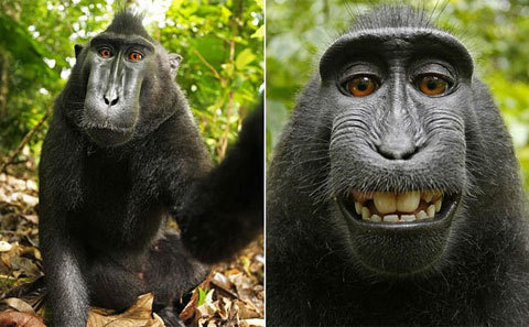 Khỉ trộm camera chụp ảnh "tự sướng"