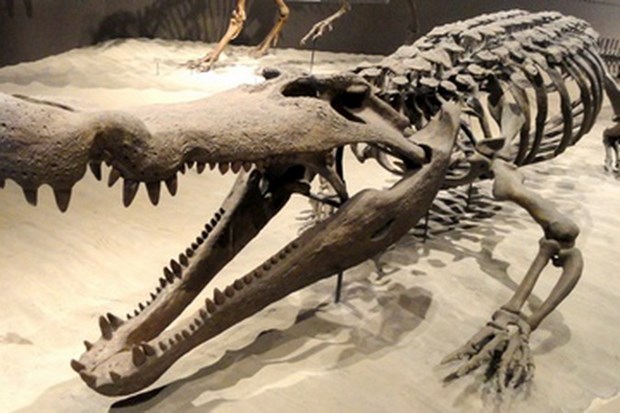 Phát hiện mới về loài cá sấu khổng lồ cổ đại săn khủng long