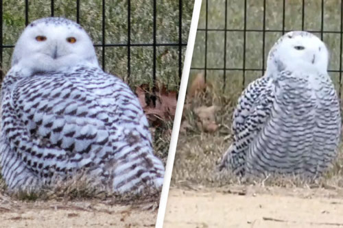 Lần đầu tiên sau 130 năm, cú tuyết trắng xuất hiện ở công viên New York