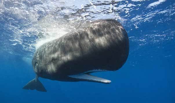 Chất nôn của cá voi là... thuốc kích dục cực mạnh
