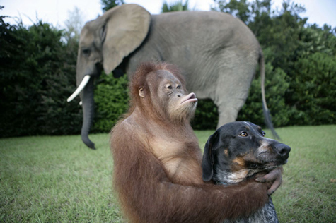 Chó làm bạn với đười ươi