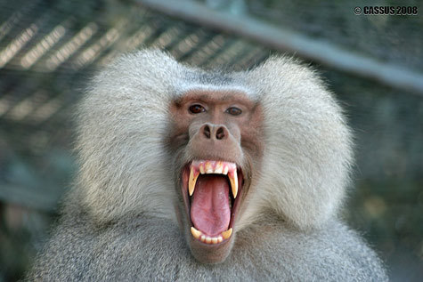 Dạy khỉ chơi game