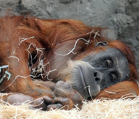 Đười ươi bị stress vì khách du lịch