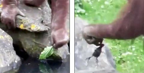 Đười ươi cứu chim non khỏi chết đuối