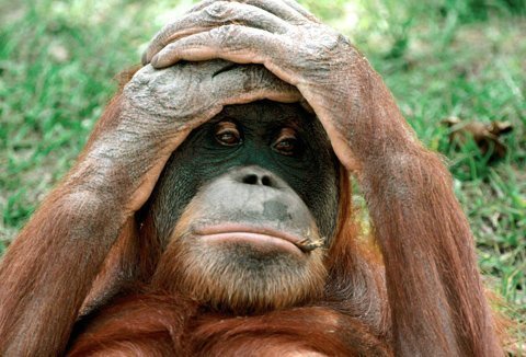 Đười ươi hoãn 'dậy thì' để làm thủ lĩnh