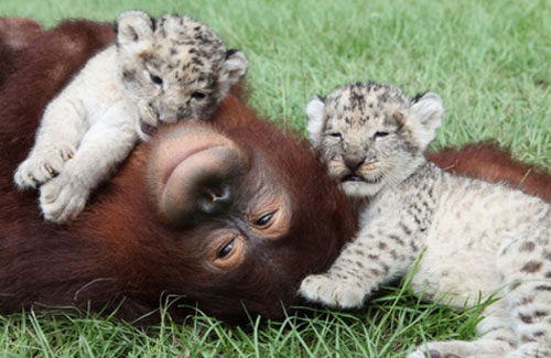 Bố đười ươi, con nuôi… sư tử