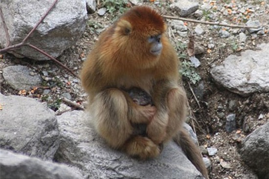 Khỉ cũng biết "hối hận"