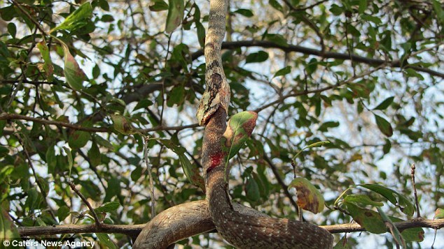 Rắn độc cố nuốt chửng đồng loại nhưng không thành