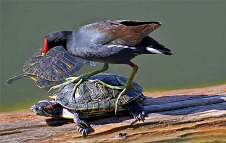 Rùa có họ hàng với chim