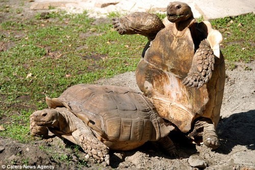 Rùa đực ngã ngửa khi 'mây mưa' với bạn tình